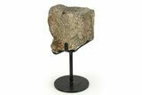 Fossil Triceratops Vertebra Section w/ Metal Stand - South Dakota #354343-1
